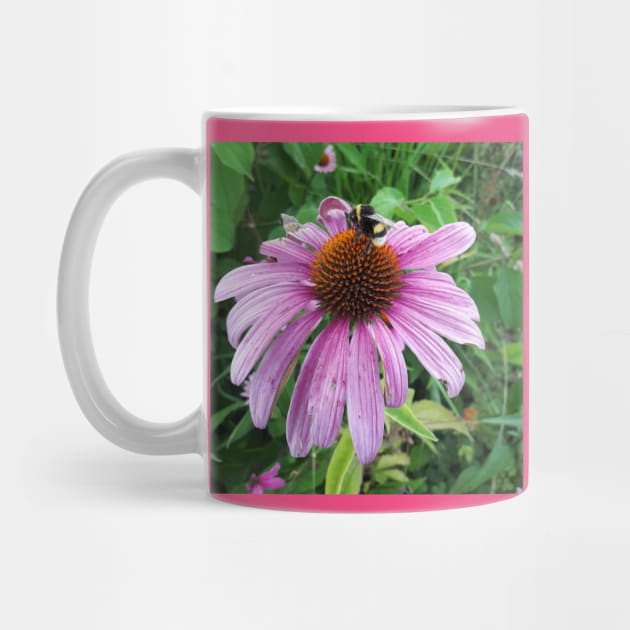 Bumblebee on Eastern Purple Coneflower by Christine aka stine1